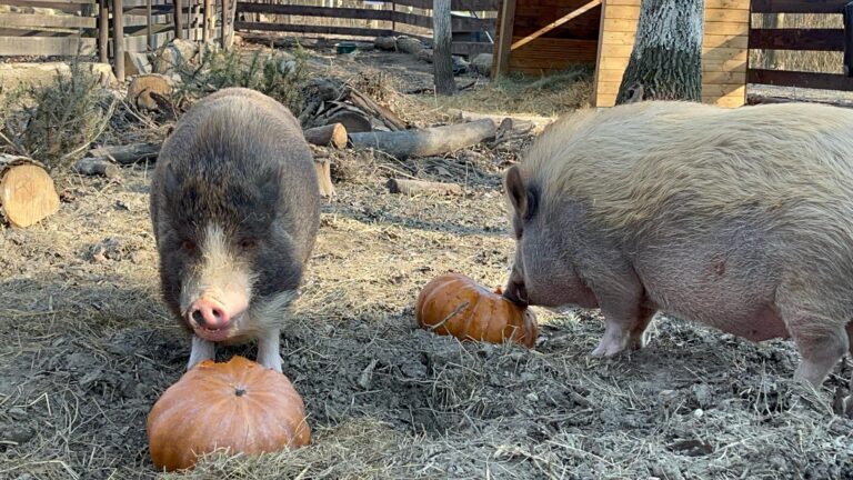 Minischweine Eberhart und Sigi fressen Kürbis © OeTV