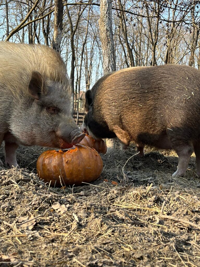 Minischweine Eberhart und Sigi © Österreichischer Tierschutzverein