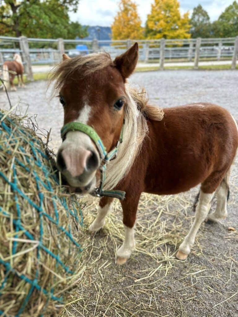 Monty Minishetlandpony ©ÖTV