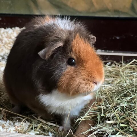Österreichischer Tierschutzverein-Tiervermittlung-Die quirlige Meerschweinchenbande