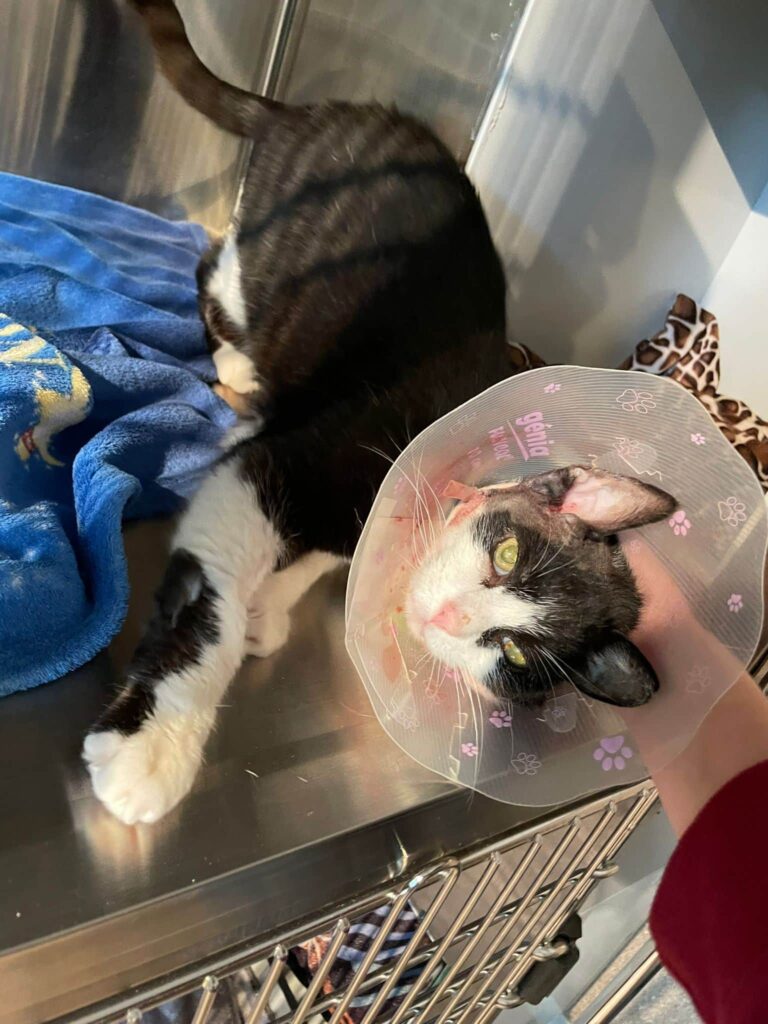 Prinzi nach seiner Operation in der Quarantäne