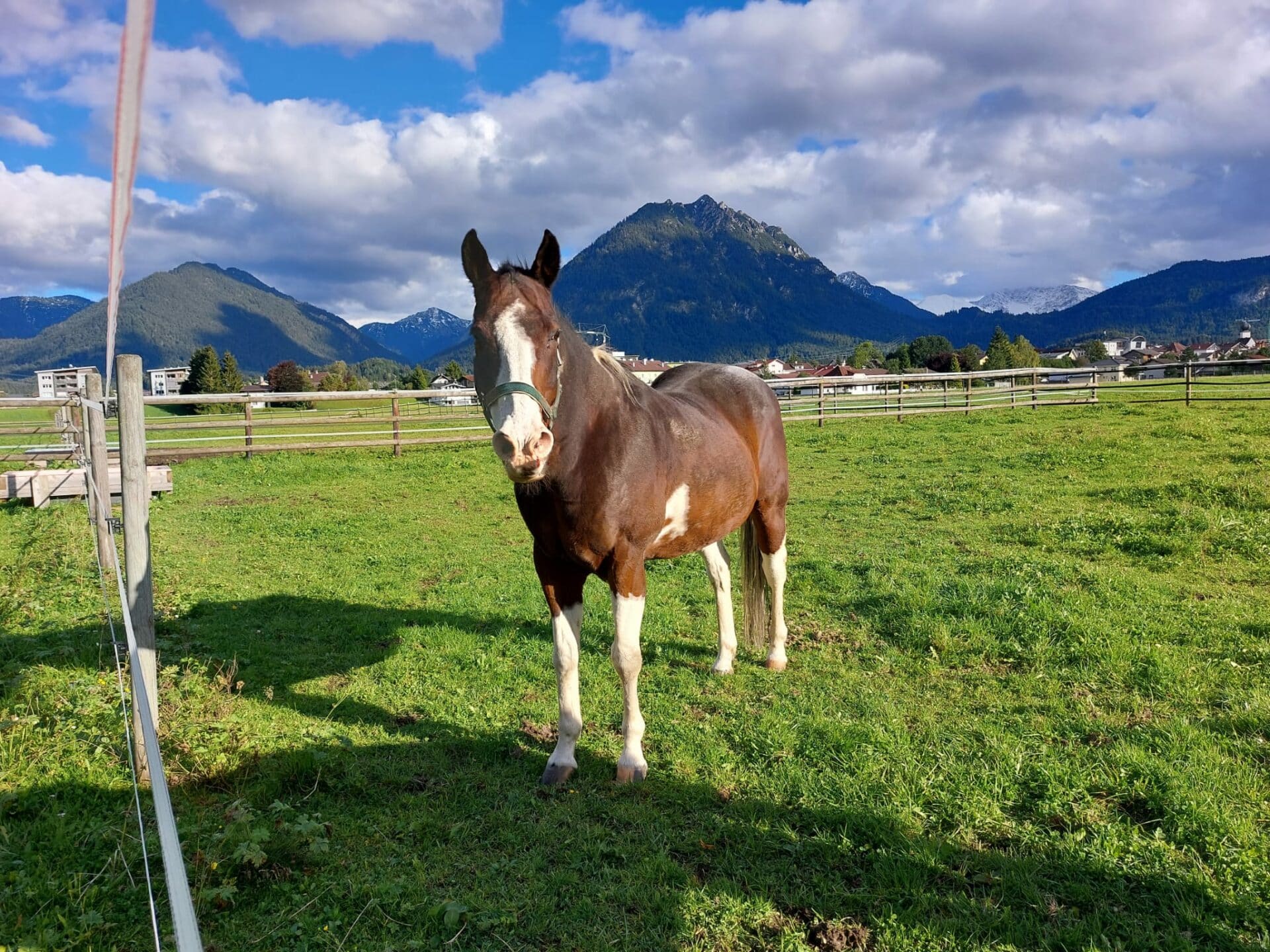 Oesterreichsicher Tierschutzverein Happy End Monty 2 Österreichischer Tierschutzverein