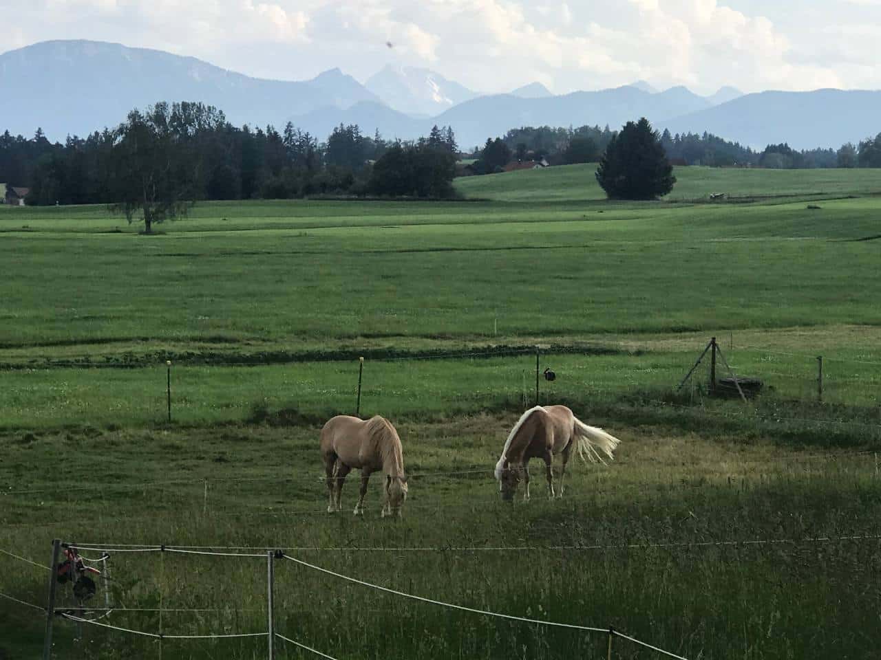 Oesterreichsicher Tierschutzverein Happy End Thyres 1 Österreichischer Tierschutzverein