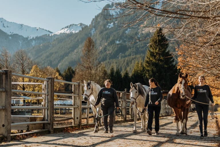 Tierpflegerinnen mit Pferden © OeTV
