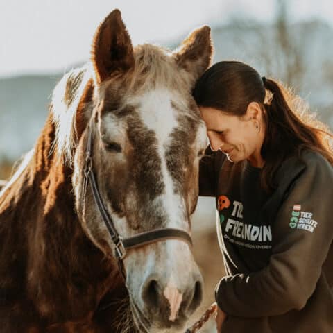 Österreichischer Tierschutzverein - In Betreuung: Noriker Stute Paula