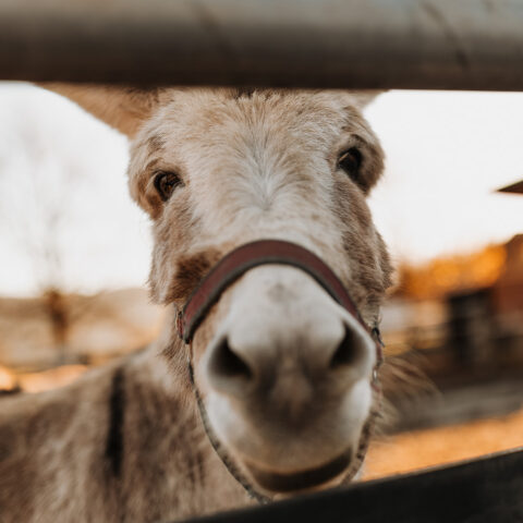 Österreichischer Tierschutzverein - Tierpatenschaft: Esel