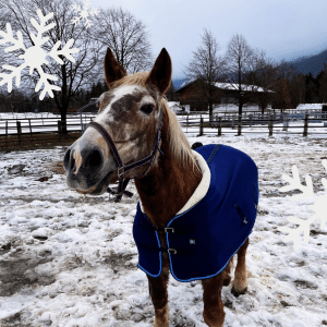 Österreichischer Tierschutzverein - Weihnachtsaktion: Erfüllst du den Herzenswunsch von Paula?