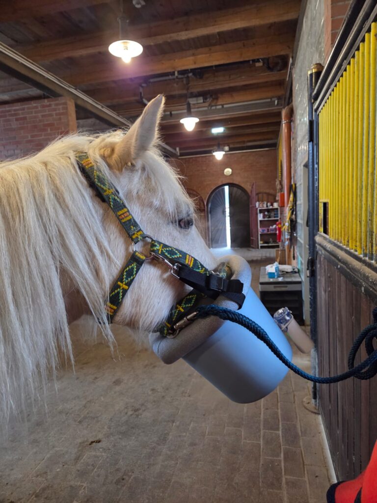 Pegasus beim Inhalieren © Österreichischer Tierschutzverein
