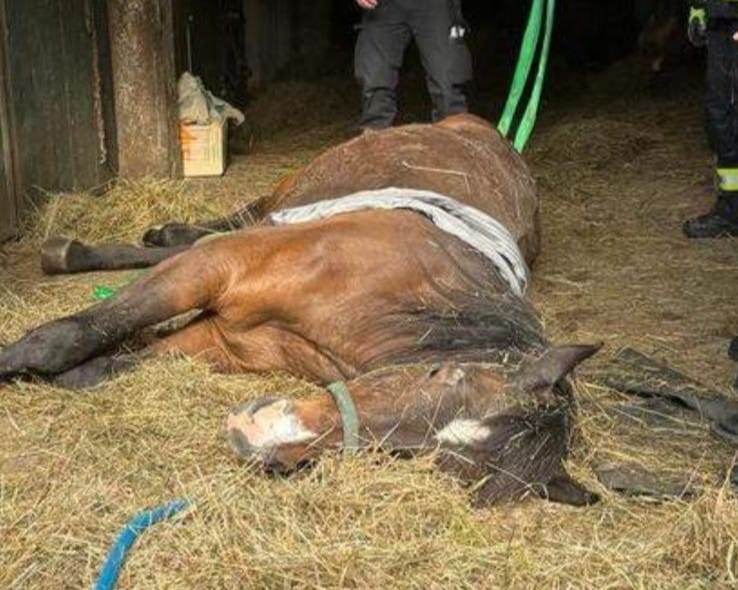 Österreichischer Tierschutzverein - Spendenkampagne: Zahlreiche Helfer waren notwendig um Covergirl zu retten