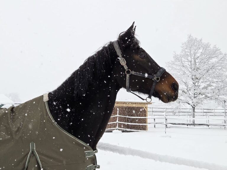 Pferdeklappe Pferd im Schnee ©ÖTV