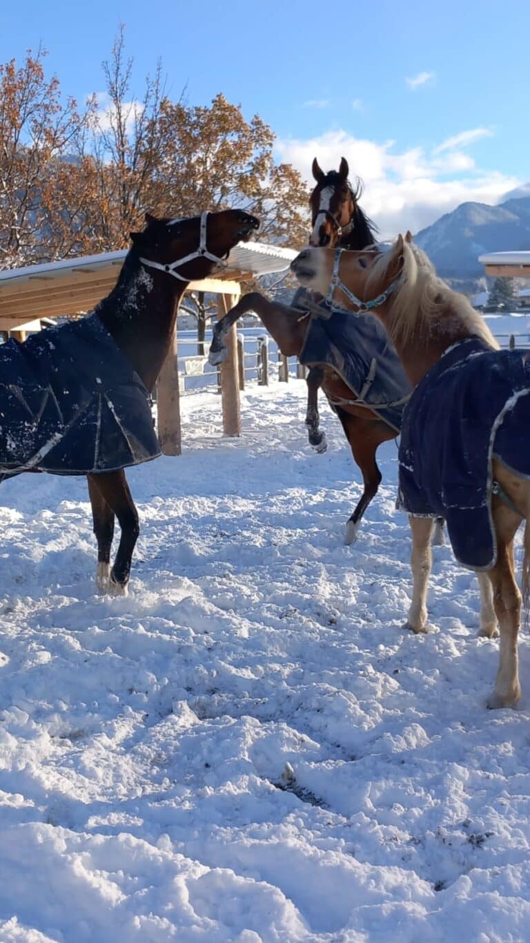 Pferdeklappe Pferde im Schnee ©ÖTV