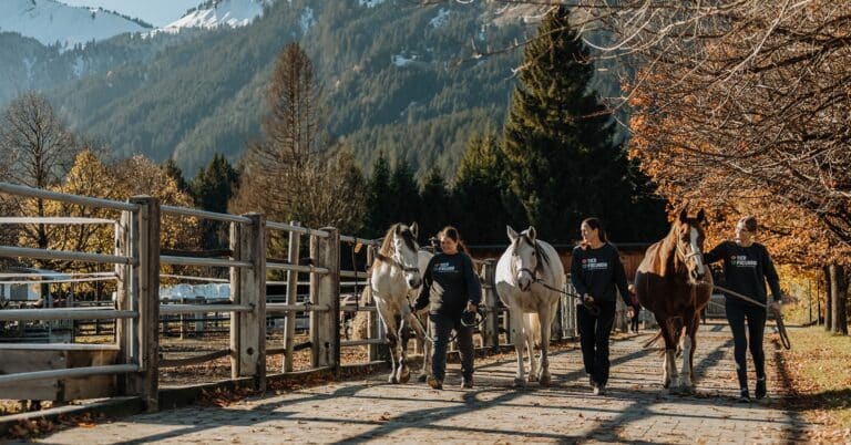 Pferdeklappe-Team mit Pferden auf dem Weg zur Koppel