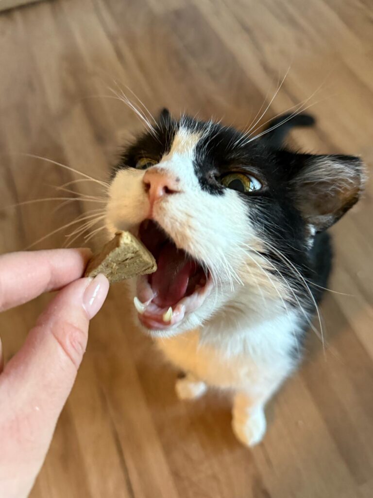Prinzi schmecken Snacks im neuen Zuhause ©OeTV