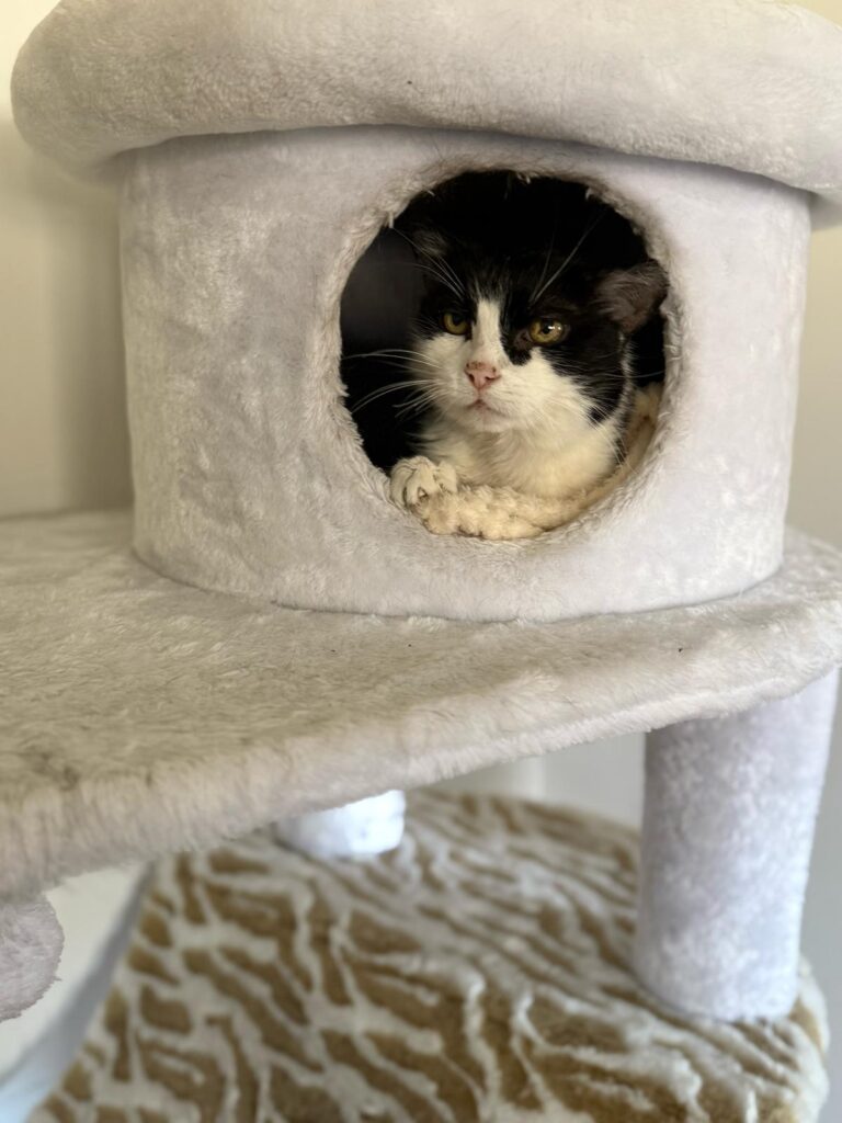 Prinzi chillt im neuen Zuhause ©ÖTV