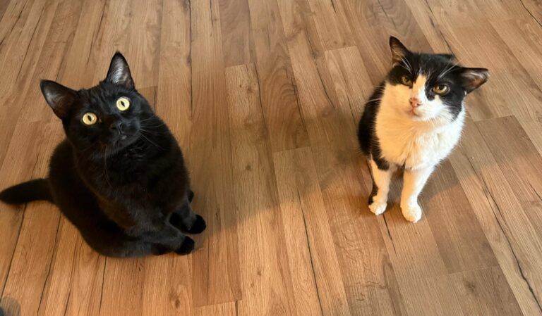 Prinzi und Simba im neuen Zuhause ©OeTV