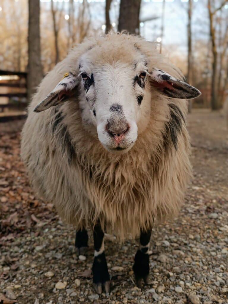 Schaf-Adelheid-© Österreichischer Tierschutzverein
