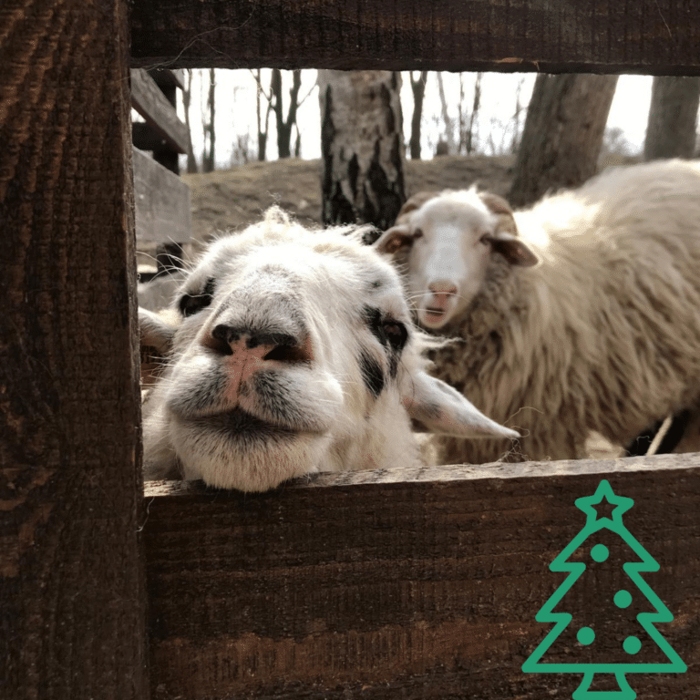 Österreichischer Tierschutzverein - Weihnachtsaktion: Erfüllst du den Herzenswunsch von den Schafen?