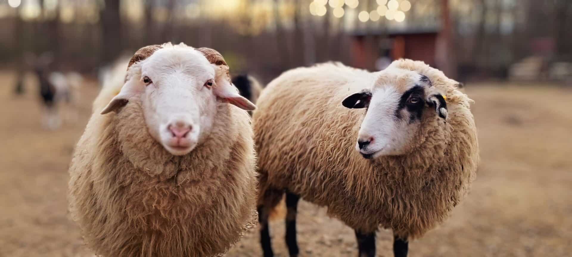 Österreichischer Tierschutzverein - Presse: Schafe am Assisi-Hof in Stockerau