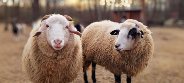 Österreichischer Tierschutzverein - Presse: Schafe am Assisi-Hof in Stockerau