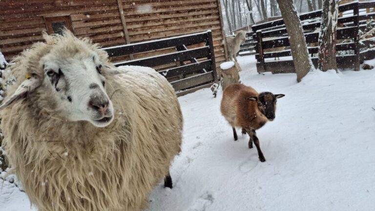 Schafe Adelheid und Kamerunschaf Sissi © Österreichischer Tierschutzverein