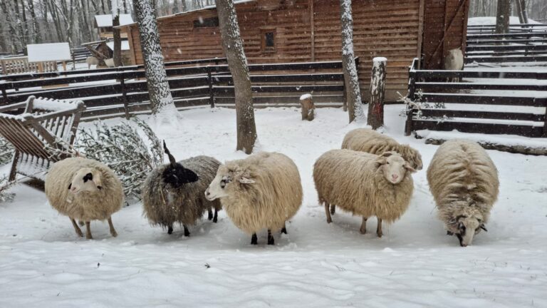 Schafe im Schnee © Österreichischer Tierschutzverein