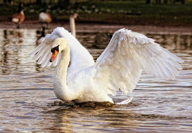 Schwan pexels-inspiredimages-132479