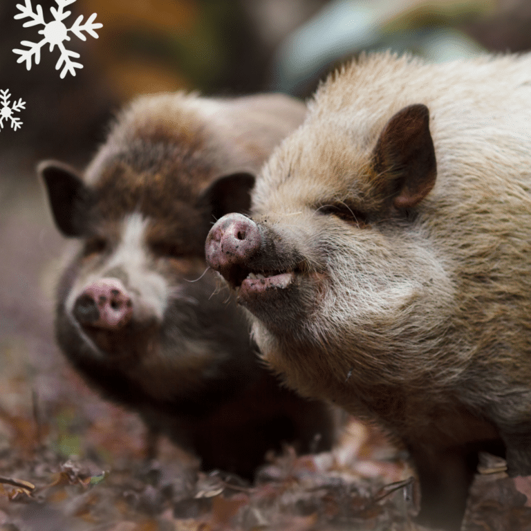 Österreichischer Tierschutzverein - Weihnachten: Erfüllen Sie die Herzenswünsche unserer Schweine!