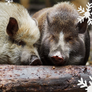 Österreichischer Tierschutzverein - Weihnachtsaktion: Erfüllst du den Herzenswunsch von Eberhard und Siggi?