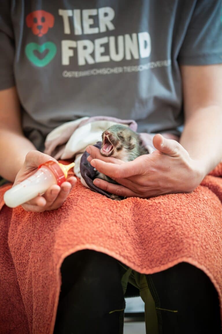 Steinmarderbaby Fütterung © Österreichischer Tierschutzverein