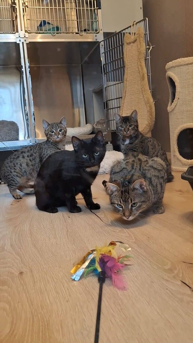 Streunerkatzen Bruno, Berta, Betty und Bubble am Assisi-Hof in Stockerau © © Österreichischer Tierschutzverein