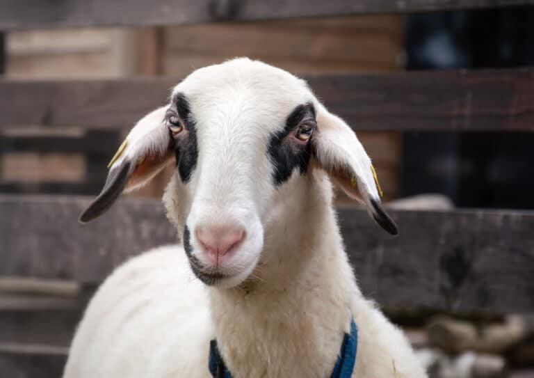 Forschungsschaf Susi © Österreichischer Tierschutzverein