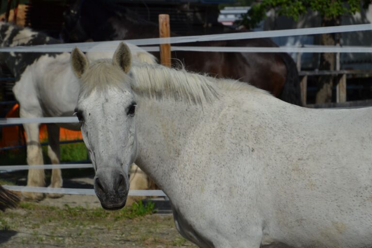 Pony Timi © Österreichischer Tierschutzverein