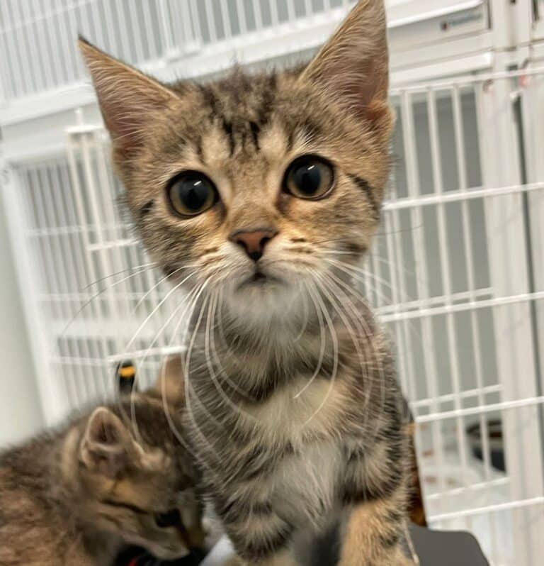 Österreichischer Tierschutzverein-Notfellchen Projekt: Kitten-Notfall am Assisi-Hof in Stockerau