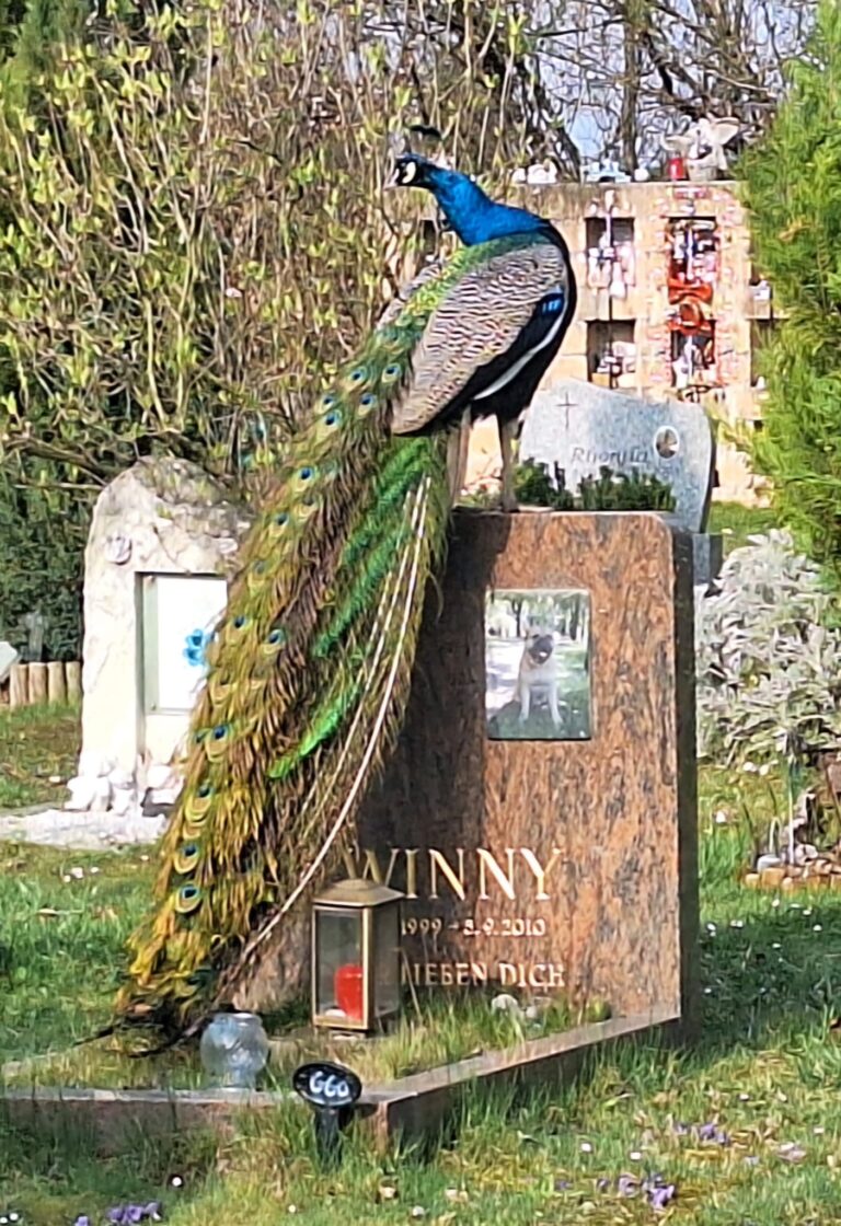 Pfau besucht Tierfieidhof Waldesruh
