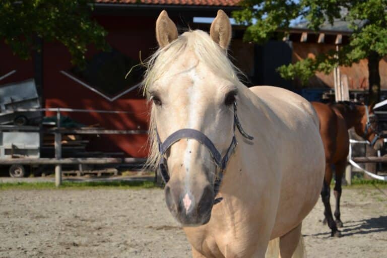 Wallach Pegasus © Österreichischer Tierschutzverein