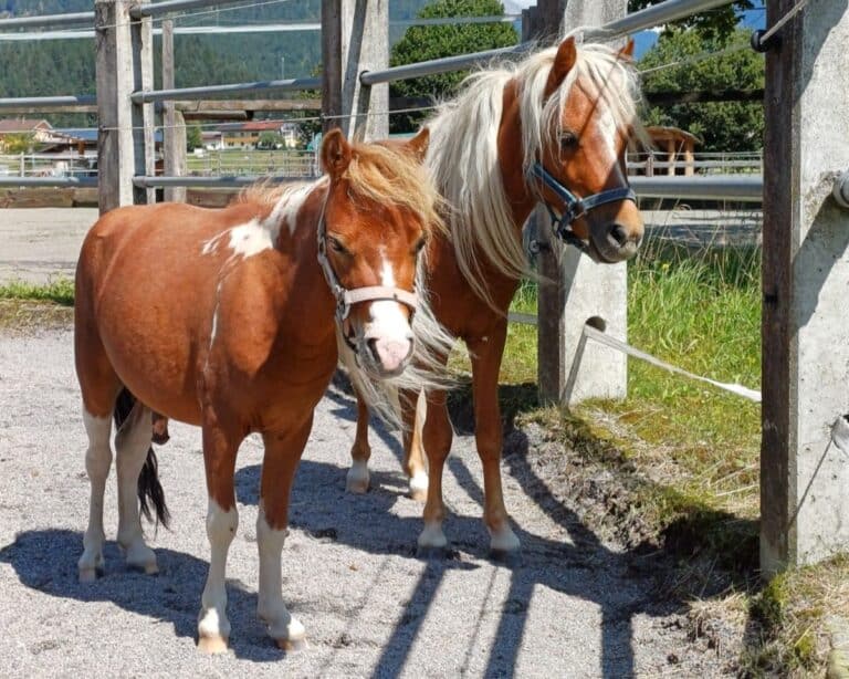 Österreichischer Tierschutzverein - Tiervermittlung: Freunde fürs Leben Monty und Dusty