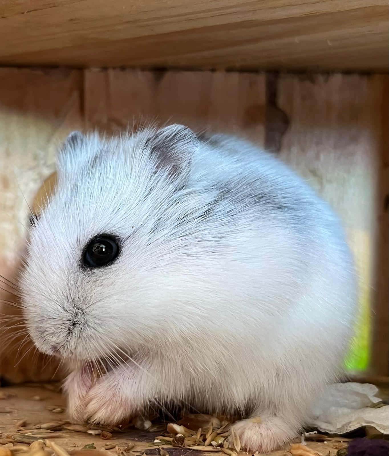 Österreichischer Tierschutzverein-Happy Ends: Hamster Jonathan