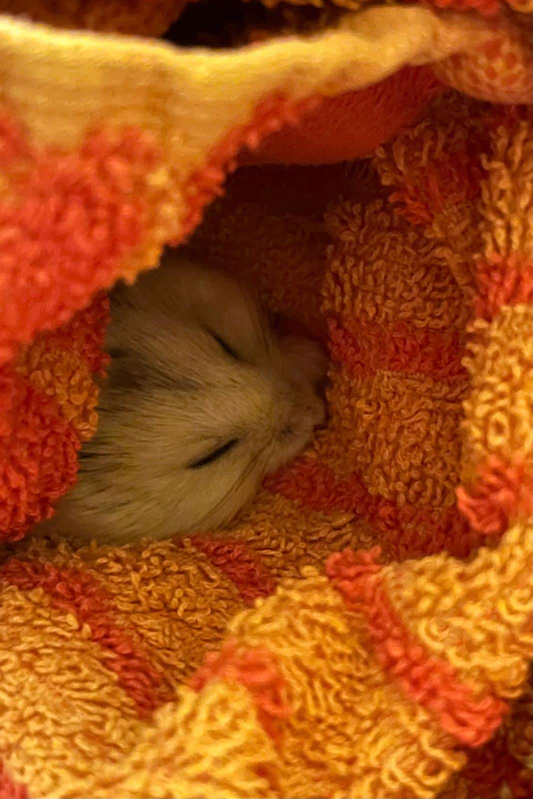 Österreichischer Tierschutzverein-Happy Ends: Hamster Jonathan