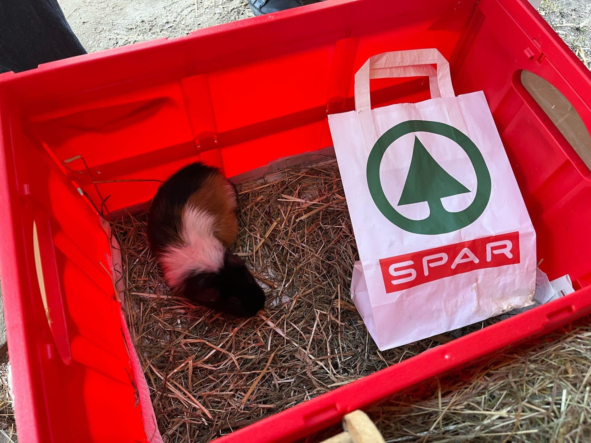 Meerschweinchen Robert wurde einfach ausgesetzt