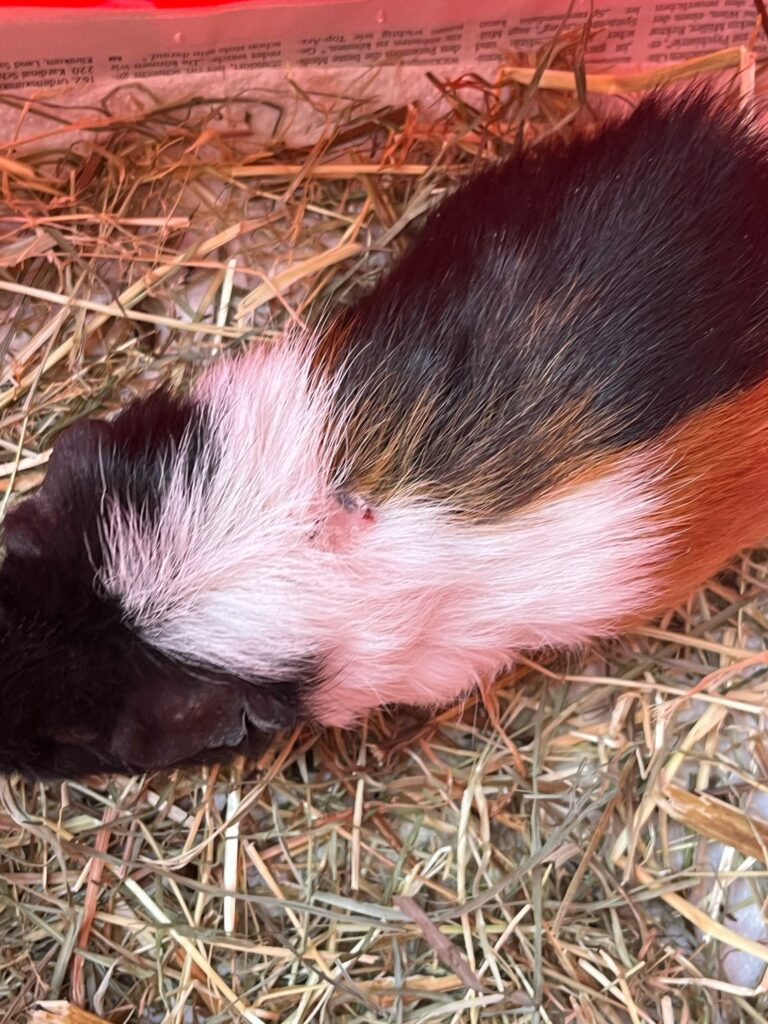 Österreichischer Tierschutzverein-Spendenprojekte: Meerschweinchen Robert leidet an einem Parasitenbefall