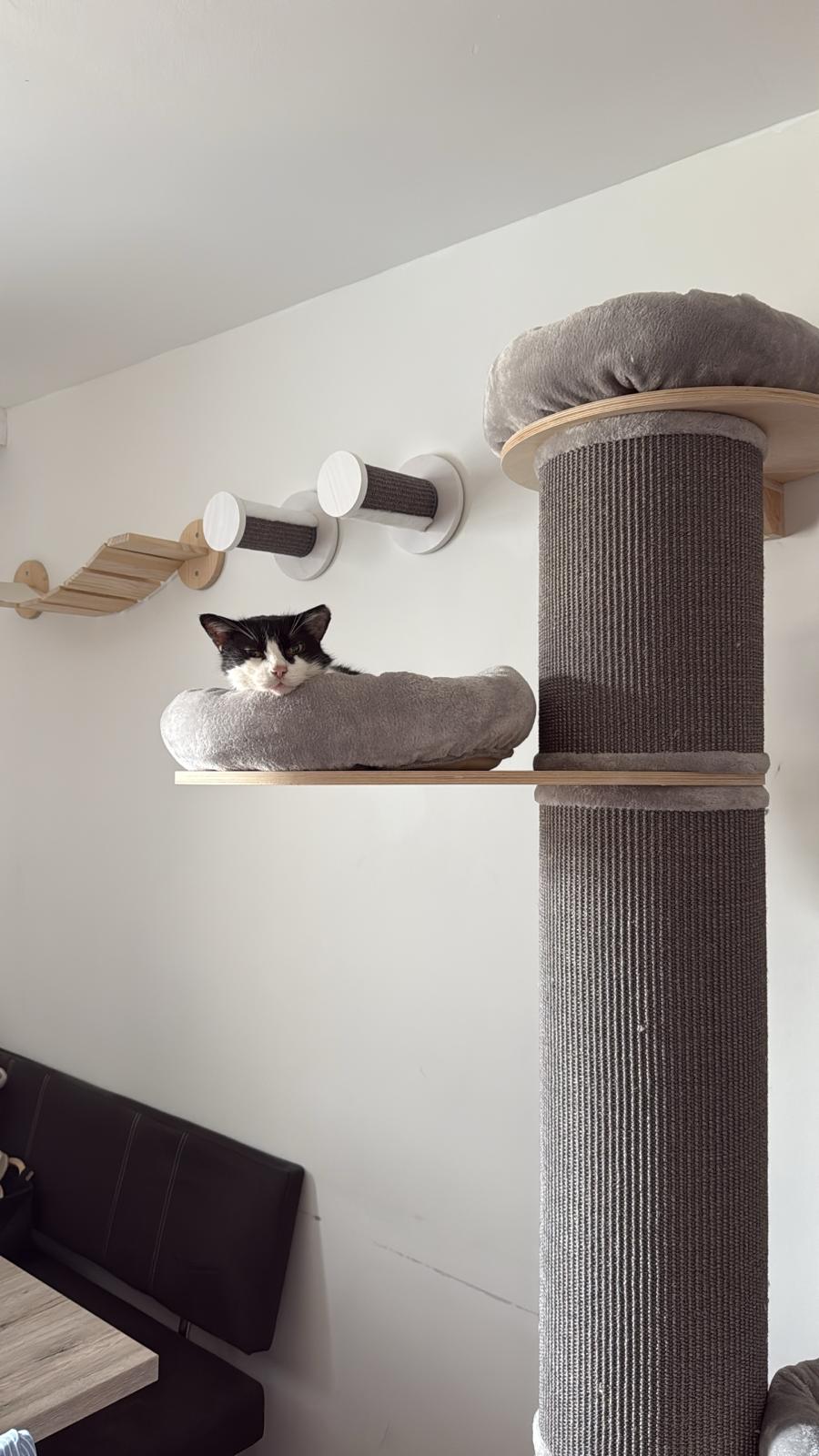 Österreichischer Tierschutzverein-Happy Ends: Kater Prinzi