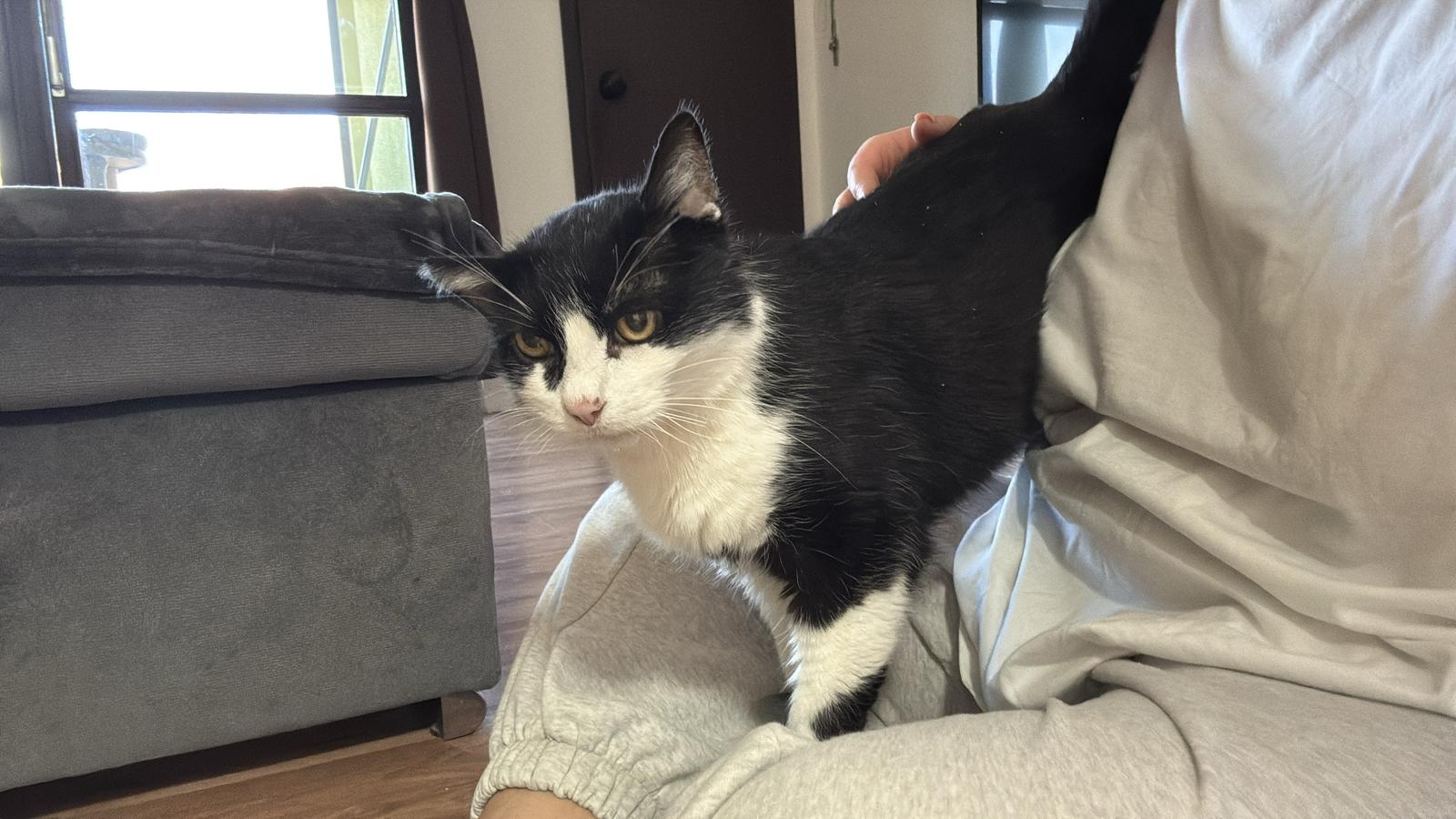 Österreichischer Tierschutzverein-Happy Ends: Kater Prinzi