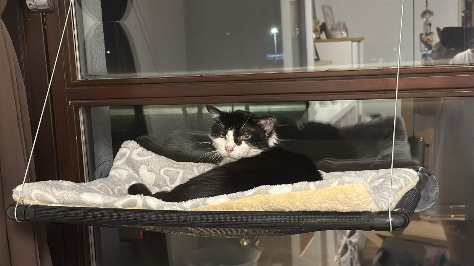 Österreichischer Tierschutzverein-Happy Ends: Kater Prinzi