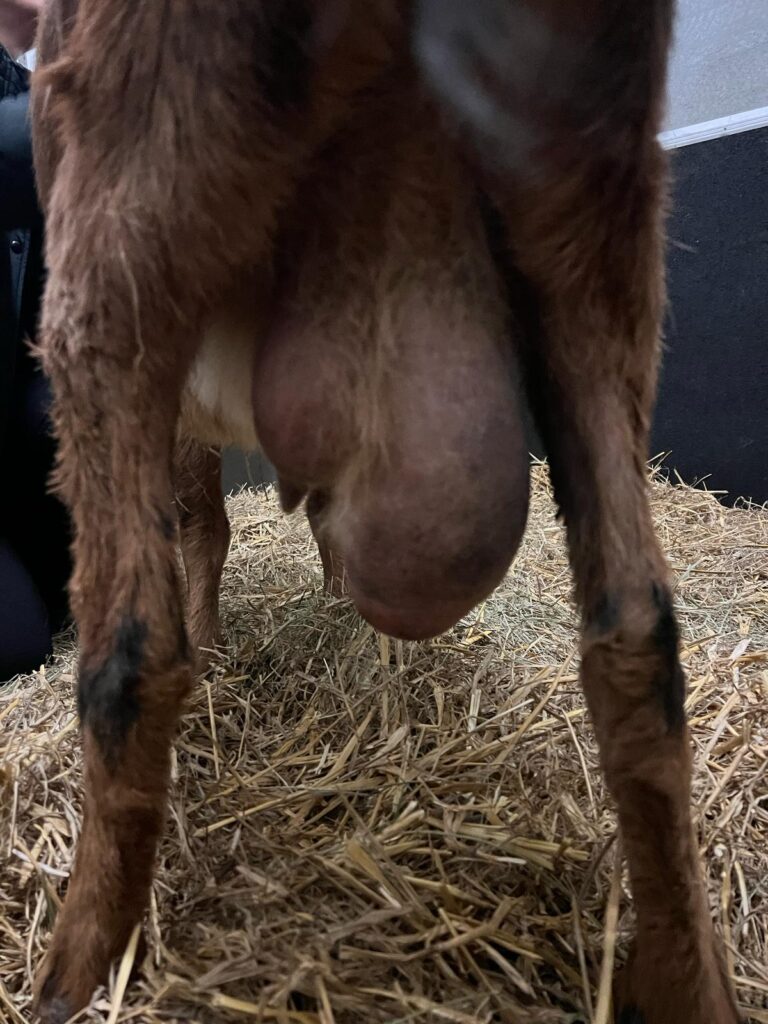 Österreichischer Tierschutzverein-Spendenprojekt: Heidi musste in der Tierklinik behandelt werden.