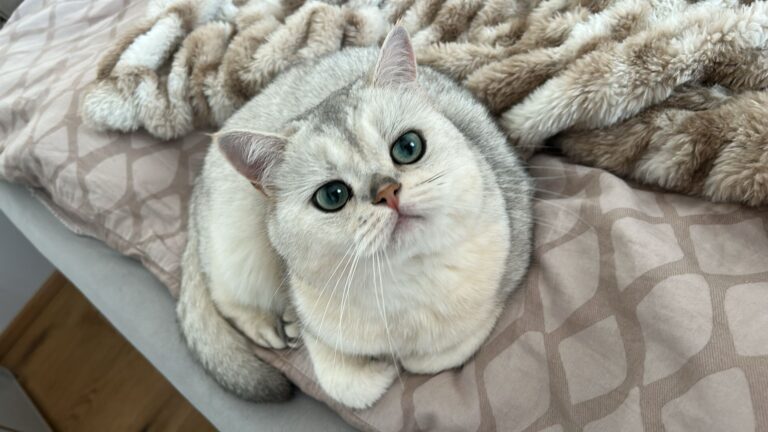 Katze Medo © Österreichischer Tierschutzverein