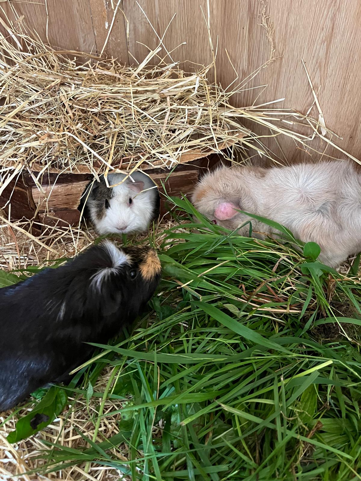 Österreichischer Tierschutzverein WhatsApp Bild 2025 07 07 um 19.04.51 47c78194 Österreichischer Tierschutzverein