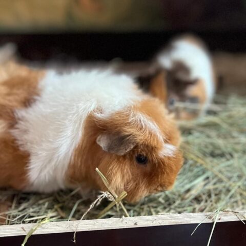Österreichischer Tierschutzverein-Tiervermittlung-Die quirlige Meerschweinchenbande