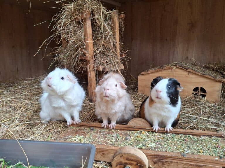 Meerschweinchen WG © Österreichischer Tierschutzverein