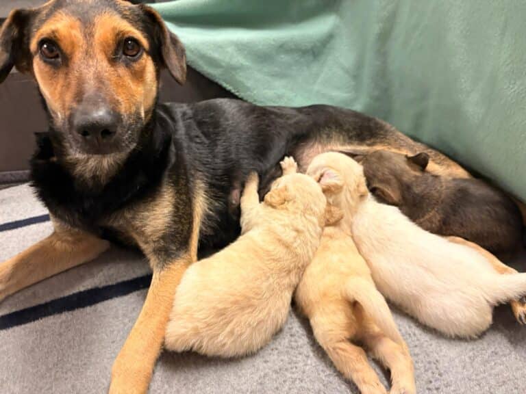 Österreichischer Tierschutzverein-Notfellchen Projekt: Hilf Mila und ihren Babys!