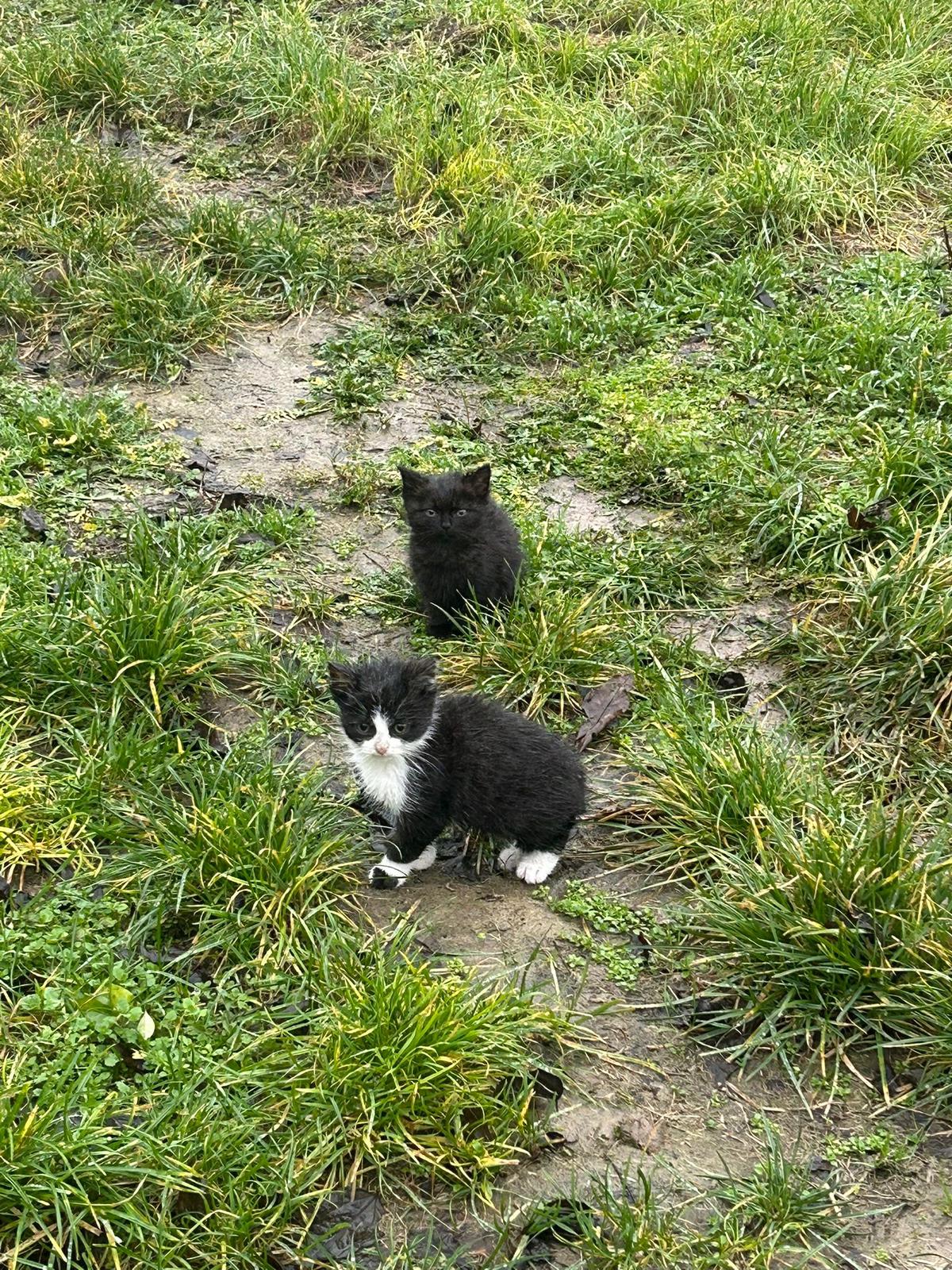 WhatsApp Bild 2025 12 08 um 13.09.36 c8a82026 1 Österreichischer Tierschutzverein